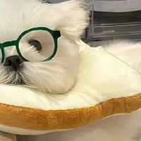 什么狗粮便宜质量又好？比熊狗粮排名前十品牌