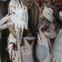 梭子蟹是“秋季第一鲜”?老渔民：现在的蟹可别乱买，小心上当！