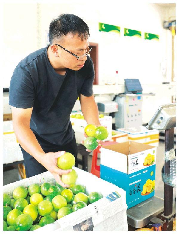 龙胜：4万亩高山百香果上市 甜蜜果实香飘全国