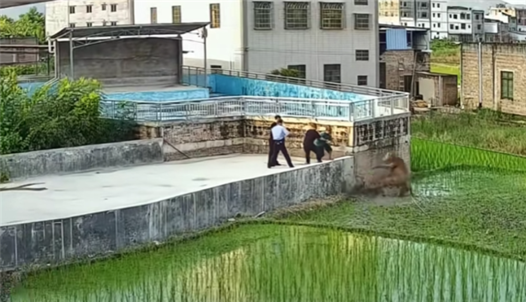 男子被牛疯狂追击跳下田 后续来了:牛已死 被挖掘机吊上来