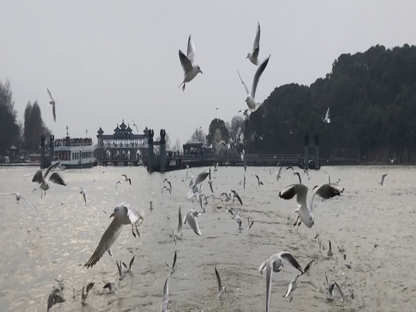 鼋头渚冬季赏海鸥佳期