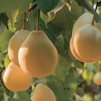 石家庄有啥特产？央视：这十样不带算白来