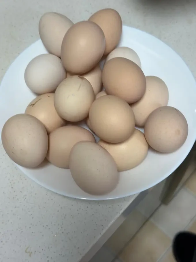 每日蛋类