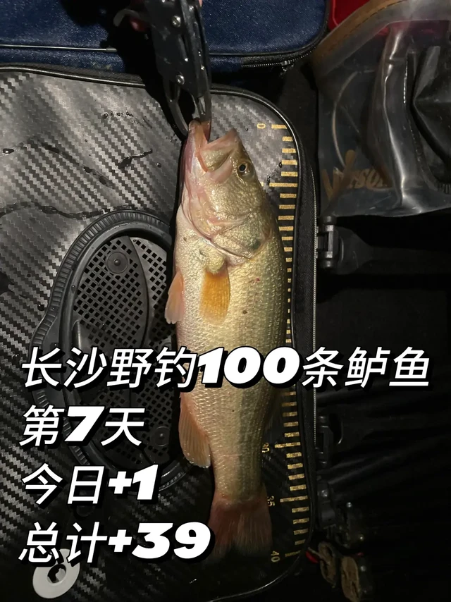 斤鲈斤鲈！40斤鲈😍！UL杆都飞成大弯弓了