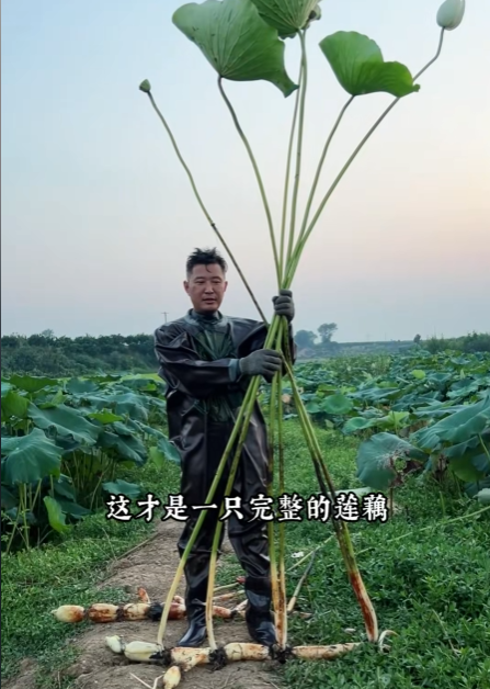 涨姿势了：这才是完整莲藕在水里的样子
