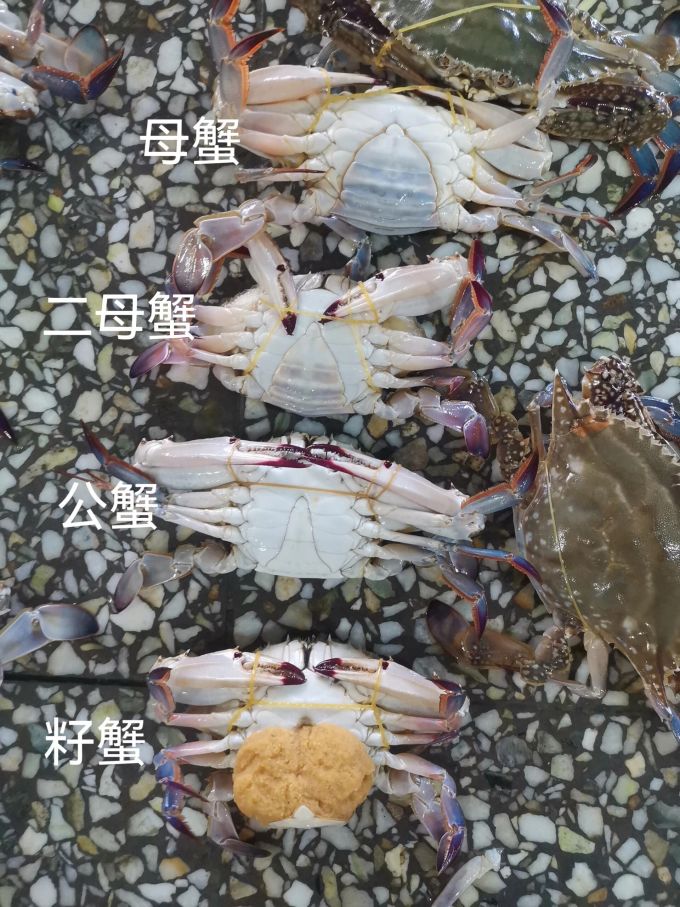 京觅蟹类