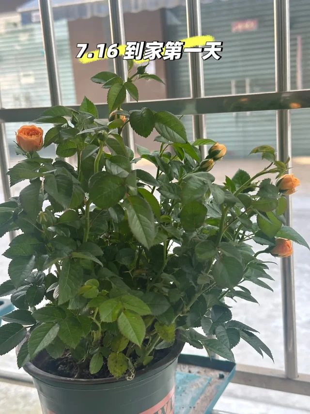 （果汁阳台）买了一盆小月季，慢慢开花～