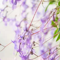 上海一女子，因露台种花开成“花瀑布”而走红，引来30万人围观！