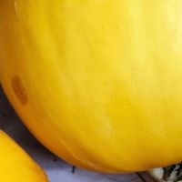 尝过这款蜜瓜，其他都成了将就？