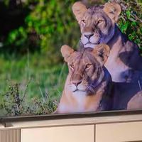 TCL Q10L硬刚日韩旗舰，凭啥成Mini LED顶流？