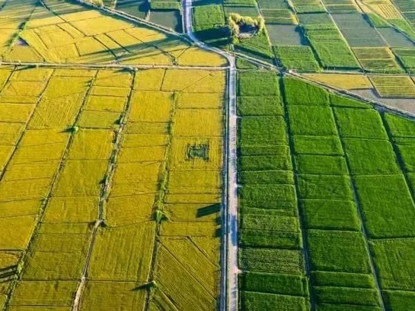 巴彦淖尔的“金字招牌”，名不虚传！