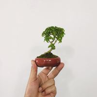 这小盆栽不用天天浇水！放桌面能活半年，看一眼心都静了