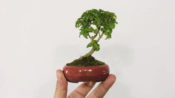 这小盆栽不用天天浇水！放桌面能活半年，看一眼心都静了