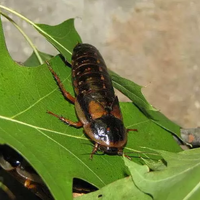 动物园回应豹猫饭碗旁爬满虫子:不是蟑螂 是杜比亚昆虫