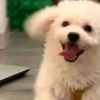 2025狗粮排名前十品牌，口碑好粮排行榜！有适合你的吗？