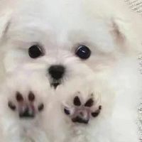 央视十大狗粮排行榜，哪款狗粮最好最安全