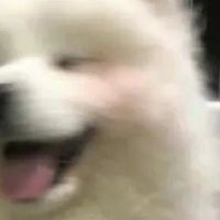 口碑最好的10大狗粮，2025年狗粮排行榜！养狗人不能错过！