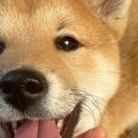 狗粮十大排名：好口碑品质优