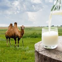 真驼奶和假驼奶的区别，你能分得清吗？