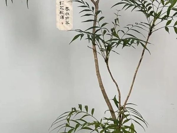 宝莲心开广场| 水培绿植指南，打造室内小森林