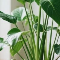 家里绿色植物怎么选？