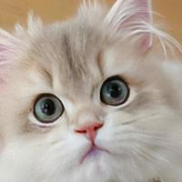 铲屎官必看！2025年十大猫粮品牌大盘点