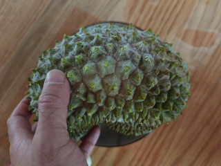 第一次开猫山王盲盒，终于还是来报仇了