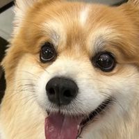 狗粮什么牌子的好更安全？口碑最好的十大天然狗粮排名分享