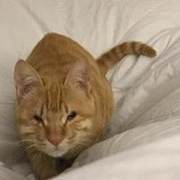 猫用空气净化器哪个牌子好？分享猫用空气净化器排行榜最新