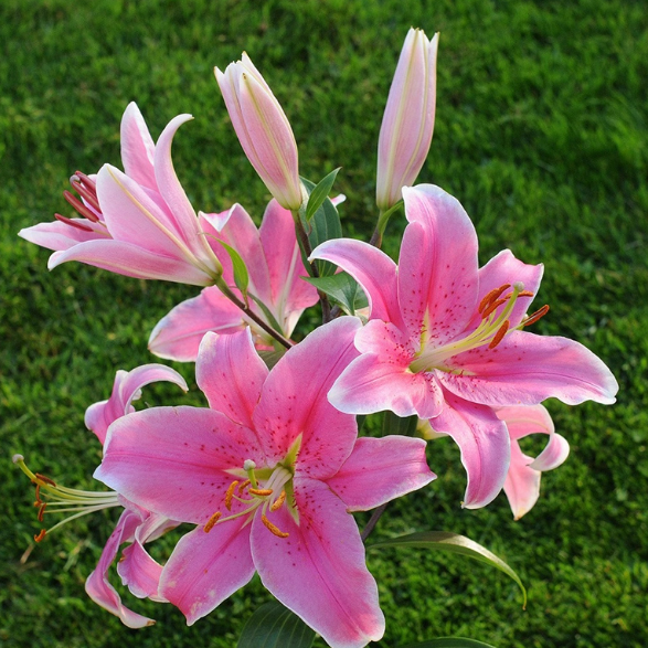 秋天来了种百合，适合北方室内阳台的百合种植推荐及种植须知