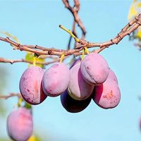 排名第一的西梅品种，看看你吃过吗？