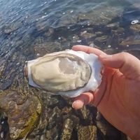 生蚝选长的还是圆的？哪种好吃？