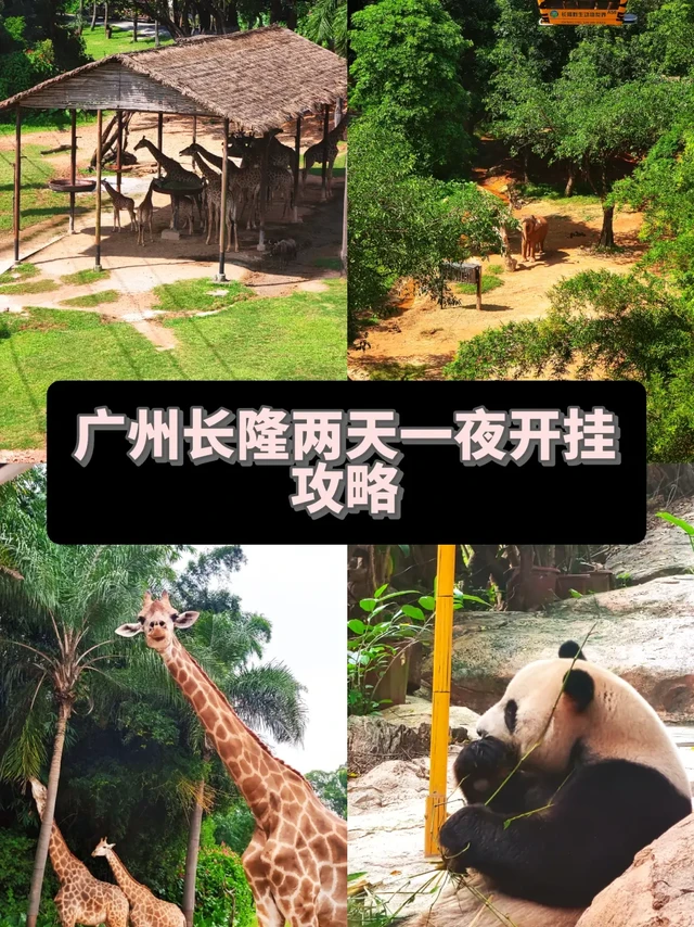 抓住暑假的尾巴|长隆两天一夜开挂路线
