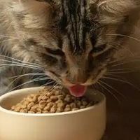猫粮什么牌子好？2025年猫粮排行榜10强热销推荐