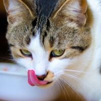 猫粮什么牌子好又便宜？2025年猫粮品牌排行10强值得买