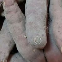 京地达天目山小香薯：甘甜软糯