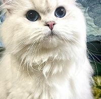 飞利浦养宠空气净化器能除猫毛吗？希喂/飞利浦/范罗士实测对比