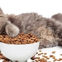猫粮品牌排行榜有哪些？2025年猫粮品牌排行10强必买榜单