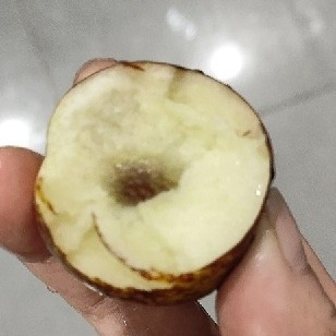 陕西大荔冬枣上市啦，脆甜多汁不打蜡我喜欢吃