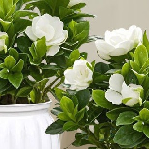 阳台变身有氧花园！新手也能轻松get的绿意空间