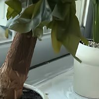 绿植点缀，让家呼吸起来