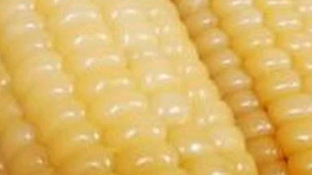 十月稻田 黄糯玉米 3.52斤(220g*8根) 东北甜黏玉米棒 早餐苞米 