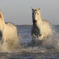 英发睿能赴港IPO：业绩波动明显，如何讲好光伏电池片故事？