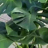 有氧空间改造记·呼吸自然：室内空气净化植物与装饰的完美结合