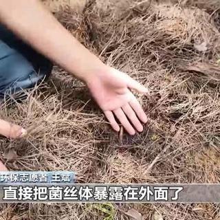 大理苍山“采菌游”严重破坏生态 多起救援警情触发最严整治令