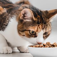 2025怎么选猫粮？口碑好的猫粮排行榜！怎么选到一款适合的猫粮