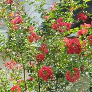 福建一太太，晒家中的“百年紫薇”，花红树美，网友：成精了！