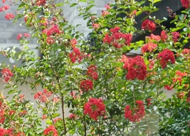 福建一太太，晒家中的“百年紫薇”，花红树美，网友：成精了！