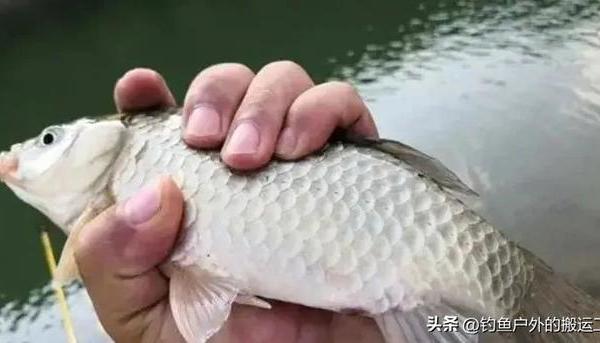 别再乱买饵料了！ 野钓圈疯传的10款鲫鱼饵！第5款让新手也能爆护
