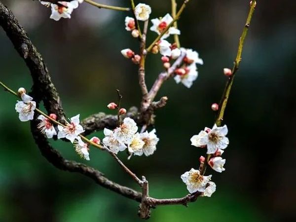 梅花——江南无所有，聊赠一枝春